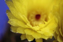 Yellow Cactus flower.