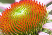 Echinacea, Purple Cone Flower, Purperea Magnus.