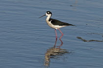 Canada, Alberta, Tyrrell Lake, Black-necked Stilt bird, Himantopus mexicanus, with catchlight in eye and reflection in the water, Black and white feathers, pink legs.