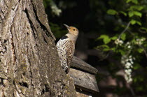 Canada, Alberta, Lethbridge, Northern Flicker, Colaptes auratus, with catchlight in eye on old gnarled  Elm tree.