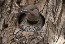 Canada, Alberta, Lethbridge, Northern Flicker, Colaptes auratus, fledged chick with catchlight in eye about to leave nest in old gnarled Elm tree for the first time.