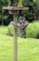 Animals, Common Grey Squirrel trying to get peanuts out of a secure bird feeder attached to a bird table.