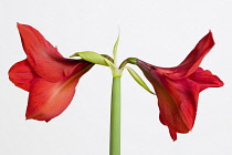 Amaryllis, Hippeastrum, Two red flowers on a long stem against a white background.
