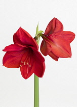Amaryllis, Hippeastrum, Two red flowers on a long stem against a white background.