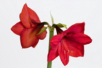 Amaryllis, Hippeastrum, Two red flowers on a long stem against a white background.
