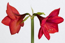 Amaryllis, Hippeastrum, Two red flowers on a long stem against a white background.