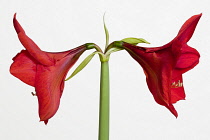 Amaryllis, Hippeastrum, Two red flowers on a long stem against a white background.