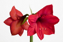 Amaryllis, Hippeastrum, Two red flowers on a long stem against a white background.