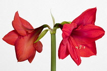 Amaryllis, Hippeastrum, Two red flowers on a long stem against a white background.