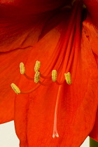 Amaryllis, Hippeastrum, Close-up detail of a red flower with yellow stamen.