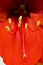 Amaryllis, Hippeastrum, Close-up detail of a red flower with yellow stamen.