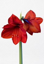 Amaryllis, Hippeastrum, Two red flowers on a long stem against a white background.