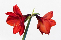 Amaryllis, Hippeastrum, Two red flowers on a long stem against a white background.