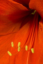 Amaryllis, Hippeastrum, Close-up detail of a red flower with yellow stamen.