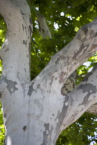Spain, Catalonia, Barcelona, Peeling bark on a Plane tree, Platanus, in Parc de la Ciutadelala in the Old Town district.