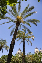 Spain, Catalonia, Barcelona, Tall palm trees against a blue sky in Parc de la Ciutadelala in the Old Town district.