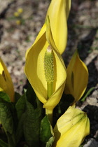 Yellow Skunk Cabbage, Lysichiton americanus