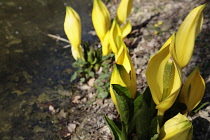 Yellow Skunk Cabbage, Lysichiton americanus.