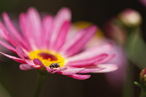 Argyranthemum frutenscens 'Larita Banana Split', Close up of the flower showing petals and stamen with insect.