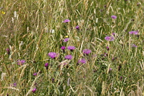 England, East Sussex, Rotherfield, wild flower meadow of grasses and clovers.