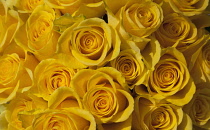 Rose, Rosa, Close up of a bunch of yellow coloured flowers.