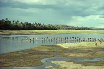 Tanzania, Selous Park, three men on Safari crossing river with their many guides and porters