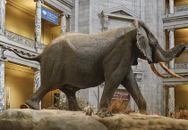 USA, Washington DC, National Mall, Smithsonian National Museum of Natural History, African Bush Elephant on display in the entrance lobby.