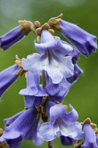 Foxglove tree, Paulownia tomentosa, purple flowers on a panicle on a tree in the spring.