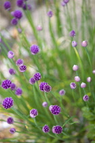 Chives, Allium schoenoprasum, purple flowers on long green stems of the garden herb growing in a garden border.