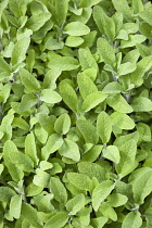 Sage, Salvia officinalis, close up of the dense green leaves of the garden herb.