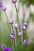 Chives, Allium schoenoprasum, purple flowers on long green stems of the garden herb growing in a garden border.