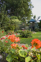 Geranium, red flowers in the foreground of a winding shingle path leading to a gazebo between grass lawn and flowerbed of mixed plant varieties.