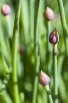 Chives, Allium schoenoprasum, purple flowers on long green stems of the garden herb growing in a garden border.