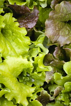Lettuce, Lactuca sativa, close-up of mixed varieties of the green leaf salad vegetable.