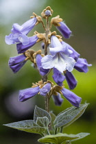 Foxglove tree, Paulownia tomentosa, purple flowers on a panicle on a tree in the spring.