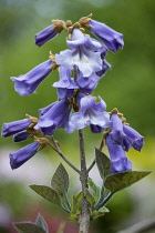 Foxglove tree, Paulownia tomentosa, purple flowers on a panicle on a tree in the spring.