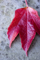 Boston ivy, Parthenocissus tricuspidata, close-up detail of a single fallen red leaf on grey stone in the autumn.