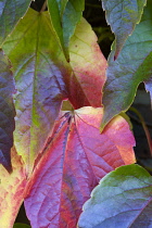 Boston ivy, Parthenocissus tricuspidata, close-up detail of green leaves turning red in autumn on the climbing plant.