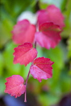 Boston ivy, Parthenocissus tricuspidata, close-up detail of red leaves isolated in shallow focus on the climbing plant against green leaves.