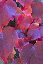 Boston ivy, Parthenocissus tricuspidata, close-up detail of red leaves on the climbing plant.