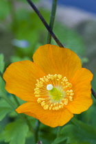 Iceland poppy, Papaver nudicaule, close-up detail of a single orange flower with yellow stamen against a green leafy background.