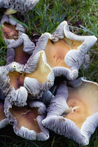 Toughshank, Rhodocollybia, curled rim fungi growing in the grass of a garden lawn in autumn.