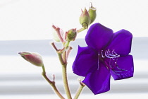 Glory bush, Tibouchina urvilleana, purple flower with prominent stamen and buds on an evergreen shrub.
