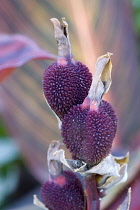 Canna, close up of purple seed pods in autumn.