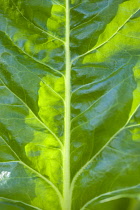 Spinach, Spinacia oleracea, close-up detail of a green vegetable leaf.