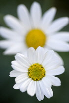 Marguerite daisy, Argyranthemum, single white flower isolated in shallow focus against anothe similar flower and a green background.