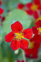 Nasturtium, Tropaeolum majus, red flower isolated in shallow focus against green leaves.