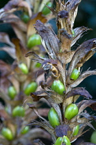 Bear's breeches, Acanthus, green fruit containing seeds on a plant in autumn.