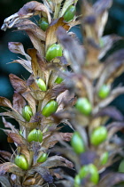 Bear's breeches, Acanthus, green fruit containing seeds on a plant in autumn.