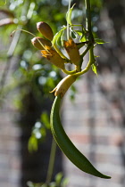 Trumpet vine, Campsis, Green seed pod in autumn on the climbing plant.